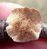 Trametes villosa image
