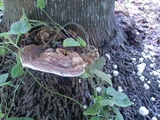 Ganoderma zonatum image