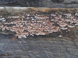 Trametopsis cervina image