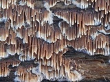 Trametopsis cervina image
