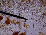 Trametopsis cervina image