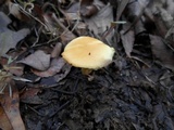 Hypholoma capnoides image