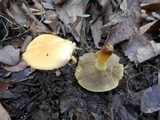Hypholoma capnoides image