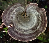 Polyporus ianthinus image