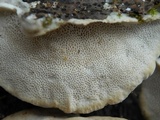 Trametes hirsuta image