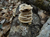 Gloeoporus dichrous image