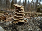 Gloeoporus dichrous image
