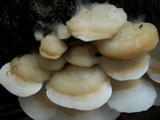 Gloeoporus dichrous image