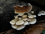 Gloeoporus dichrous image