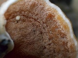 Gloeoporus dichrous image