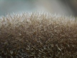 Panus lecomtei image
