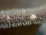 Panus lecomtei image