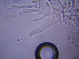 Panus lecomtei image