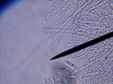 Panus lecomtei image