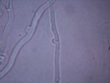 Panus lecomtei image