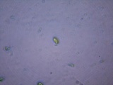 Panus lecomtei image