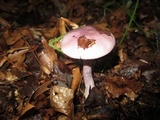 Cortinarius iodes image