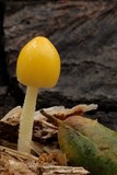 Bolbitius vitellinus image