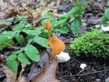 Entoloma quadratum image