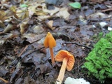Entoloma quadratum image