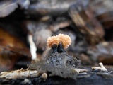 Xylaria cubensis image