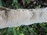 Irpex lacteus image