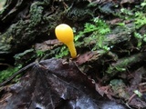 Microglossum rufum image