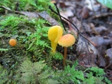 Microglossum rufum image