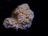 Xylaria cubensis image