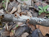 Licrostroma subgiganteum image
