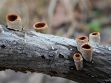 Licrostroma subgiganteum image