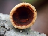 Licrostroma subgiganteum image