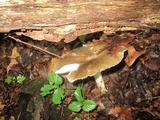 Megacollybia rodmanii image