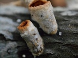 Licrostroma subgiganteum image