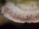 Phaeocalicium polyporaeum image