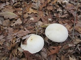 Agaricus silvicola image