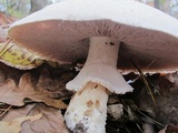 Agaricus silvicola image