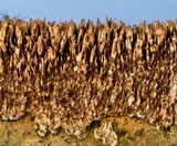 Hydnoporia olivacea image