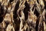 Hydnoporia olivacea image