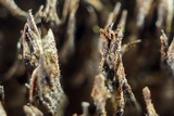 Hydnoporia olivacea image