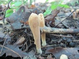 Clavariadelphus americanus image
