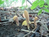 Clavariadelphus americanus image