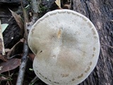 Ampulloclitocybe clavipes image