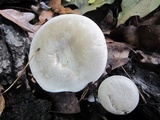 Ampulloclitocybe clavipes image