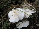Clitocybe subconnexa image