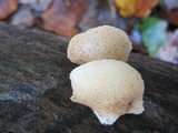 Crepidotus mollis image