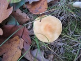 Cuphophyllus pratensis image