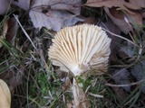 Cuphophyllus pratensis image