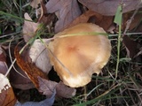 Cuphophyllus pratensis image