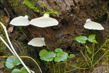 Crepidotus mollis image